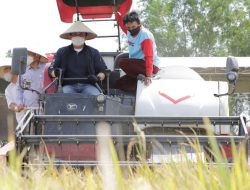 Dari Petani Banyuasin untuk Pangan Nasional