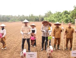 Pj Bupati dan Kapolres OKI Tanam Jagung Serentak