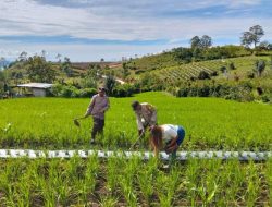 Bersama Membangun Negeri Lewat Ketahanan Pangan