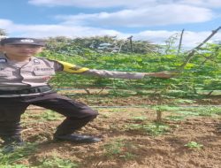 Anggota Polsek Talang Kelapa Tinjau Perawatan Tanaman Sayur Pare dan Cabai