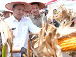 Dukung Swasembada Pangan Tahun 2025, Polda Sumsel Panen Raya Jagung Serentak Kuartal II di Kabupaten Ogan Ilir