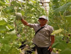 Desa Regan Agung Budidaya Melon Cera Modern Melalui Bumdes, Guna Tingkatkan Ketahanan Pangan