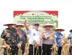 Sinergi Polres OKI dan Pemda Warnai Panen Raya Jagung Serentak