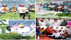 Bupati Banyuasin dan Forkopimda Panen Raya 4 Ton Cabai