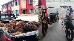 Satreskrim Polres Banyuasin Ungkap Kasus Pencurian Buah Sawit milik PT Sawit Mas Sejahtera