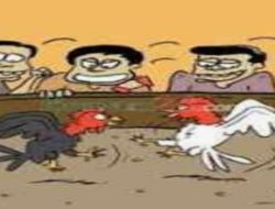 Dugaan Sabung Ayam di Kayulabu, Polres OKI Intensifkan Penyelidikan