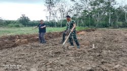 TMMD Ke-128 Sulap Lahan 1,5 Hektar Jadi Kebun Jagung Produktif