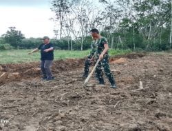 TMMD Ke-128 Sulap Lahan 1,5 Hektar Jadi Kebun Jagung Produktif