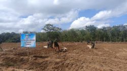 Demi Perkuat Ketahanan Pangan Desa, Satgas TMMD Kodim 0402/OKI Tanam Jagung 1,5 Hektar