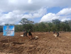 Demi Perkuat Ketahanan Pangan Desa, Satgas TMMD Kodim 0402/OKI Tanam Jagung 1,5 Hektar