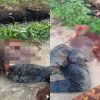Kasus Tewasnya Alpian Mengarah ke Pembunuhan Berencana, Penyidik Kantongi Sejumlah Alat Bukti satu proyektil diamankan