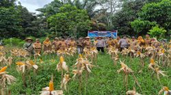 Dari Parkir Motor ke Ladang Jagung: Polsek Air Sugihan Buktikan Lahan Kecil Bisa Panen Besar