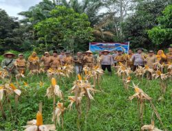 Dari Parkir Motor ke Ladang Jagung: Polsek Air Sugihan Buktikan Lahan Kecil Bisa Panen Besar