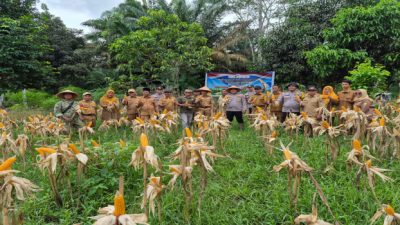 Dari Parkir Motor ke Ladang Jagung: Polsek Air Sugihan Buktikan Lahan Kecil Bisa Panen Besar
