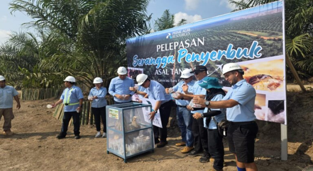 Untuk Memperkuat Ketahanan Penyerbukan Kelapa Sawit, PT Prime Agri Resources Tbk Lepas Serangga Penyerbuk Asal Tanzania di Sumatera Selatan