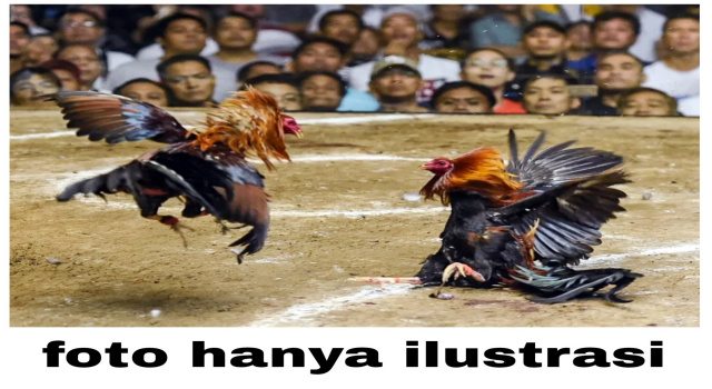 Judi Sabung Ayam di Pematang Panggang Makin Marak, Taruhan Capai Rp150 Juta